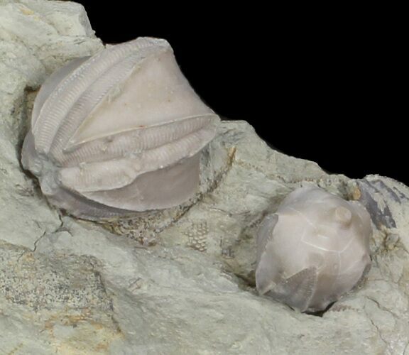 Blastoid (Pentremites) Fossils - Illinois #42828